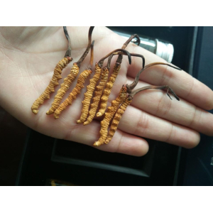 Đông Trùng Hạ Thảo Tự Nhiên Hay Nhân Tạo Đâu Mới Là Tốt Nhất?